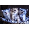 Trio de chatons