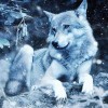 Loup bleu