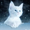 Chaton des neiges