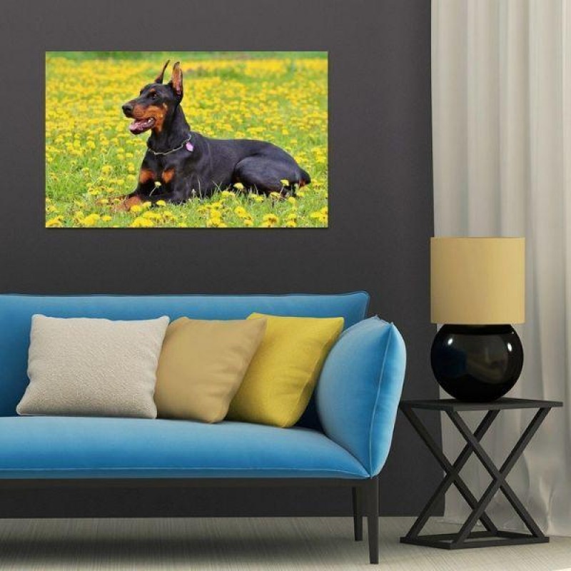 Dobermann