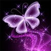 Butterfly violet