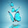 Butterfly bleu