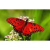 Papillon rouge