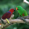 Perroquets